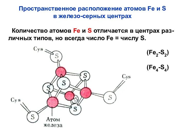 Пространственное расположение атомов Fe и S в железо-серных центрах Количество атомов Fe и
