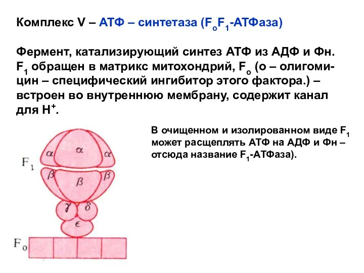 Комплекс V – АТФ – синтетаза (FoF1-АТФаза) Фермент, катализирующий синтез АТФ из АДФ