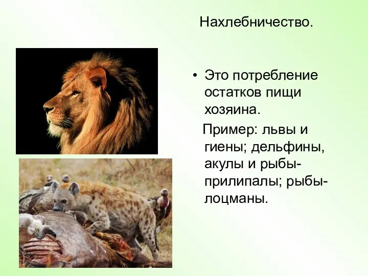 Нахлебничество. Это потребление остатков пищи хозяина. Пример: львы и гиены; дельфины, акулы и рыбы-прилипалы; рыбы-лоцманы.