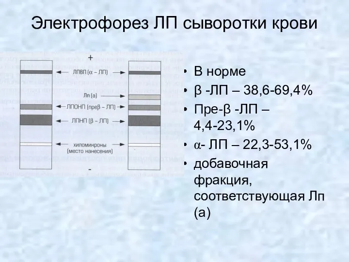 Электрофорез ЛП сыворотки крови В норме β -ЛП – 38,6-69,4%