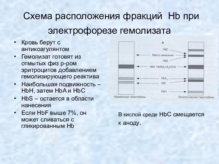 Схема расположения фракций Hb при электрофорезе гемолизата Кровь берут с