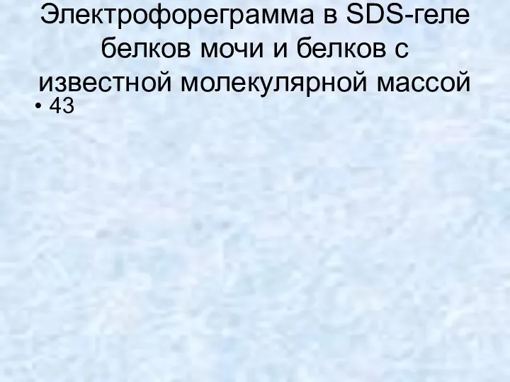 Электрофореграмма в SDS-геле белков мочи и белков с известной молекулярной массой 43