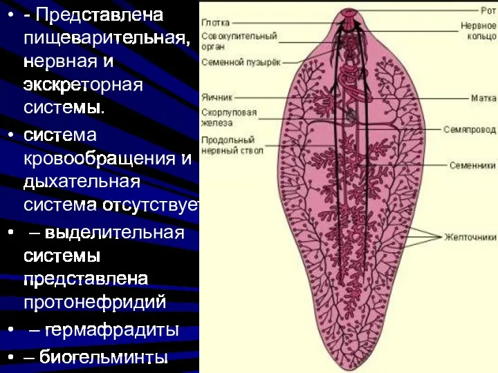 - Представлена пищеварительная, нервная и экскреторная системы. система кровообращения и