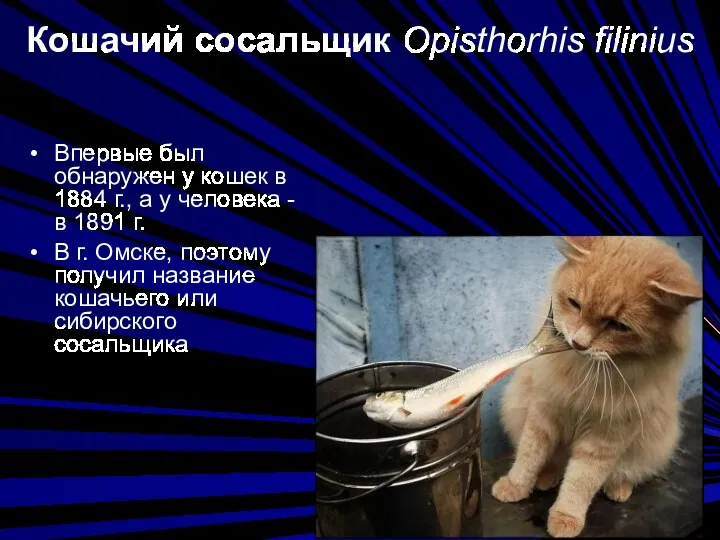 Кошачий сосальщик Opisthorhis filinius Впервые был обнаружен у кошек в