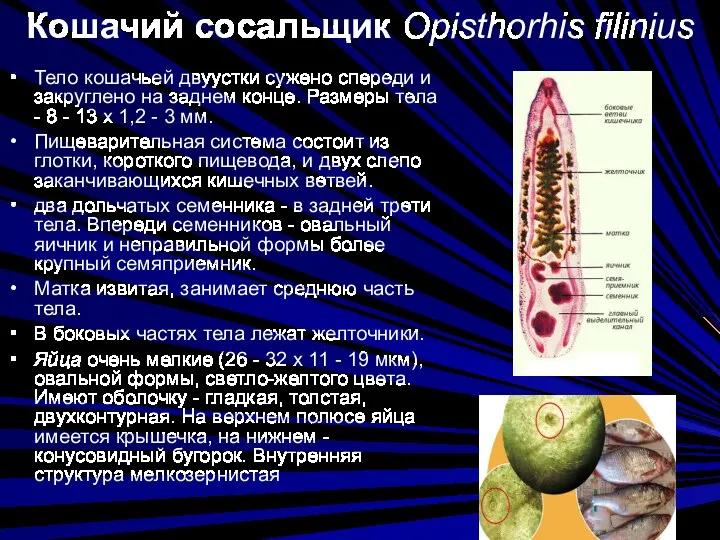 Кошачий сосальщик Opisthorhis filinius Тело кошачьей двуустки сужено спереди и