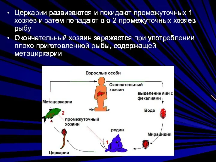 Церкарии развиваются и покидают промежуточных 1 хозяев и затем попадают