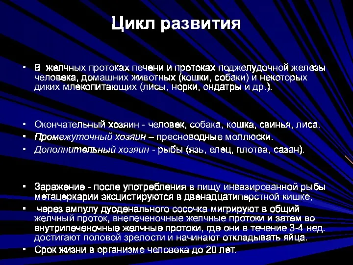 Цикл развития В желчных протоках печени и протоках поджелудочной железы