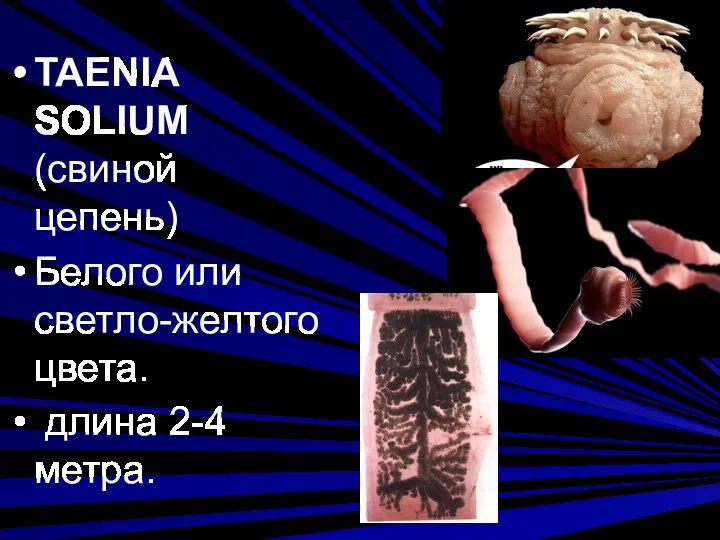 TAENIA SOLIUM (свиной цепень) Белого или светло-желтого цвета. длина 2-4 метра.