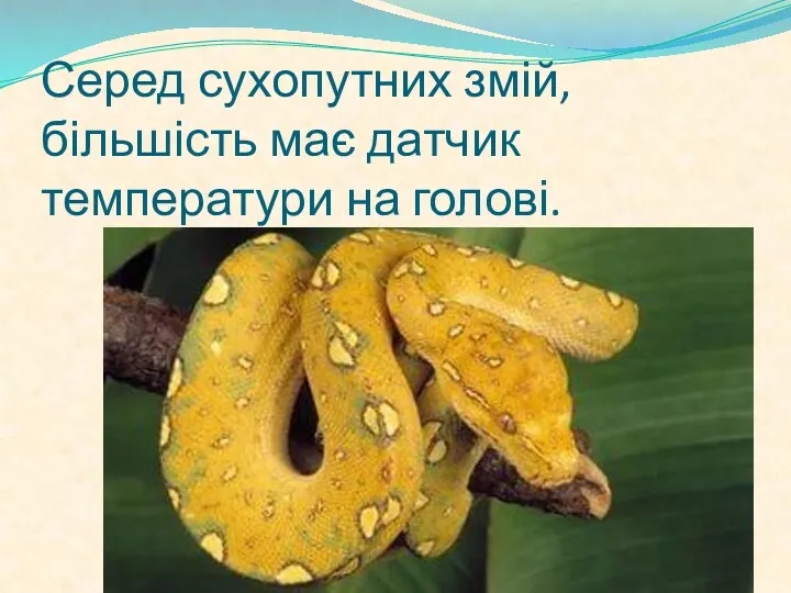 Серед сухопутних змій, більшість має датчик температури на голові.