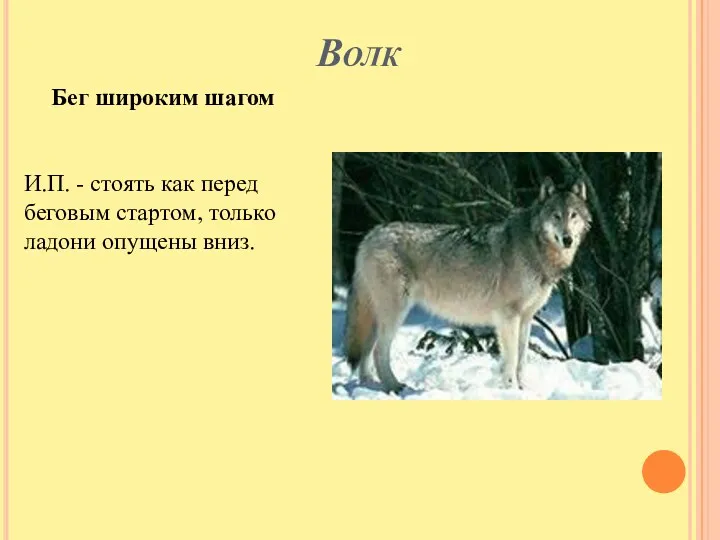 Волк Бег широким шагом И.П. - стоять как перед беговым стартом, только ладони опущены вниз.