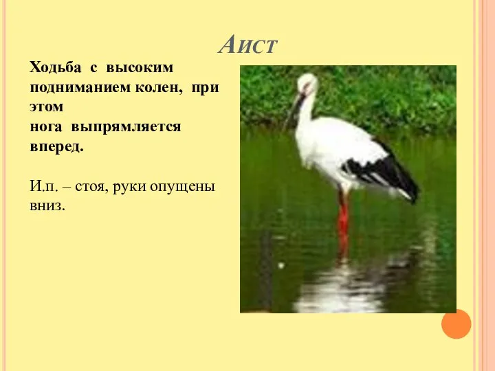 Аист Ходьба с высоким подниманием колен, при этом нога выпрямляется