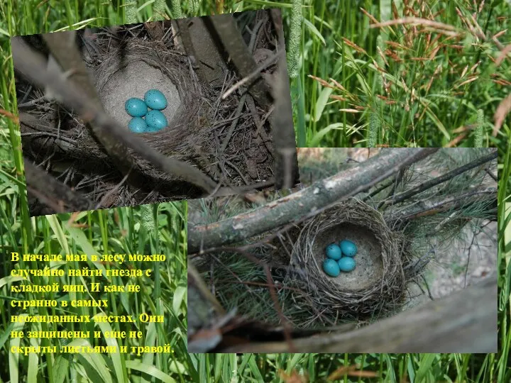 В начале мая в лесу можно случайно найти гнезда с