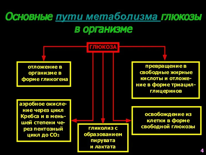 Основные пути метаболизма глюкозы в организме ГЛЮКОЗА отложение в организме