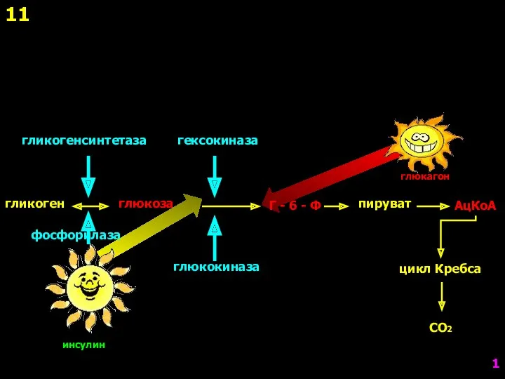 фосфорилаза гликоген гликогенсинтетаза глюкоза гексокиназа глюкокиназа Г - 6 -