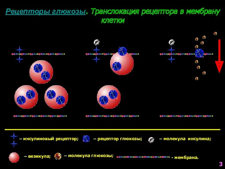 Рецепторы глюкозы. Транслокация рецептора в мембрану клетки – инсулиновый рецептор;