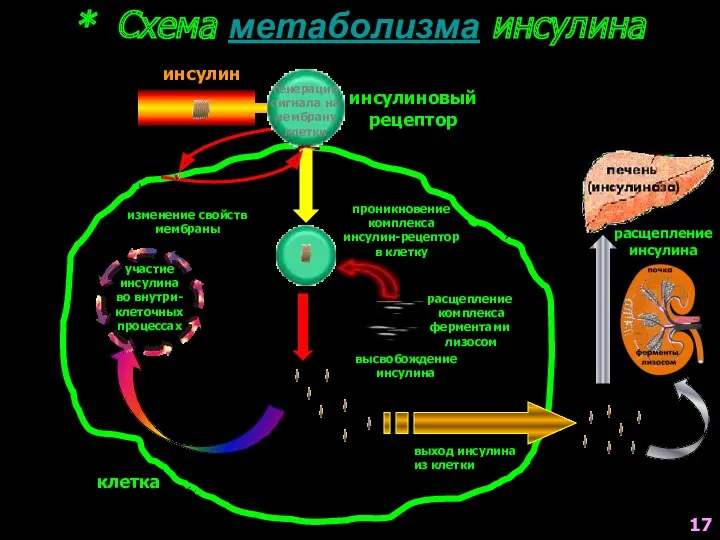 * Схема метаболизма инсулина инсулиновый рецептор клетка проникновение комплекса инсулин-рецептор