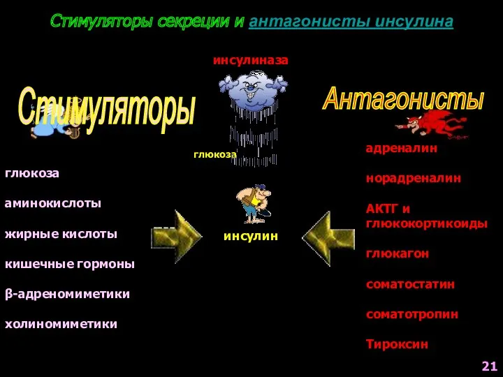 Стимуляторы секреции и антагонисты инсулина инсулин глюкоза глюкоза аминокислоты жирные