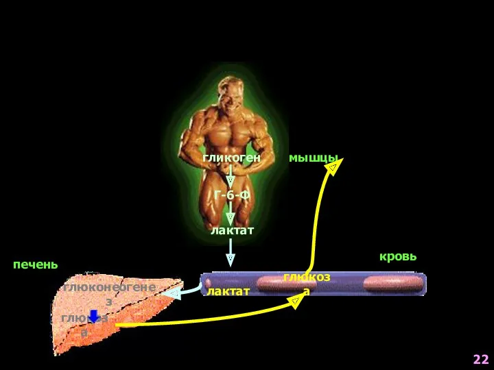 мышцы печень гликоген Г-6-Ф лактат лактат глюконеогенез глюкоза глюкоза кровь 22