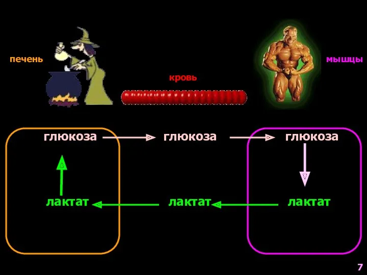 7 печень кровь мышцы глюкоза глюкоза глюкоза лактат лактат лактат