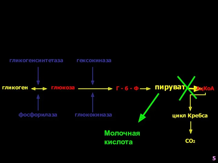 гликоген гликогенсинтетаза глюкоза гексокиназа глюкокиназа Г - 6 - Ф