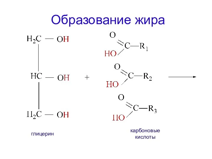 Образование жира глицерин карбоновые кислоты