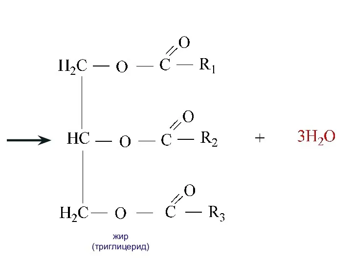 жир (триглицерид)