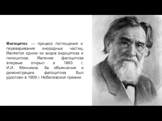 Фагоцитоз — процесс поглощения и переваривания инородных частиц. Является одним из видов эндоцитоза