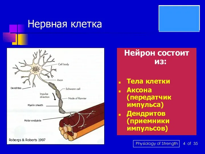 Нервная клетка Нейрон состоит из: Тела клетки Аксона (передатчик импульса)