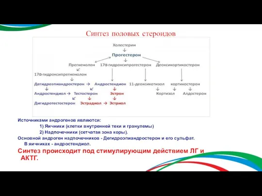 Источниками андрогенов являются: 1) Яичники (клетки внутренней теки и гранулемы)