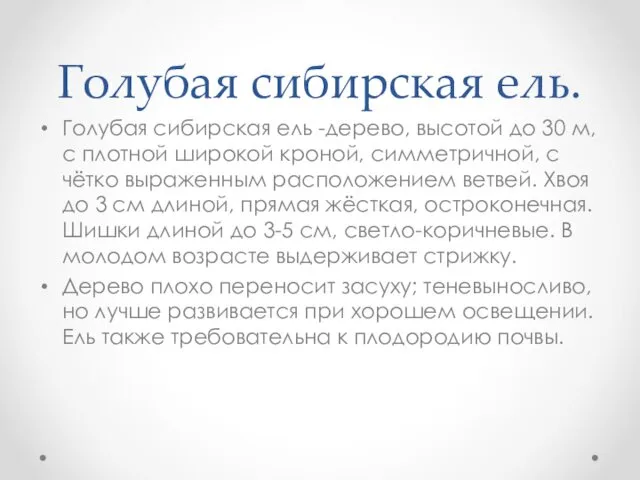 Голубая сибирская ель. Голубая сибирская ель -дерево, высотой до 30