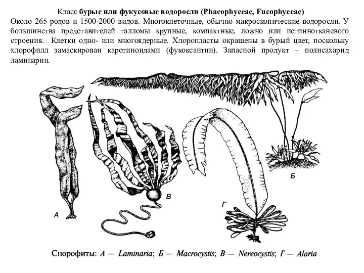 Класс бурые или фукусовые водоросли (Phaeophyceae, Fucophyceae) Около 265 родов