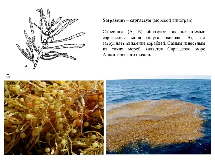 Б В Sargassum – саргассум (морской виноград) Слоевища (А, Б)