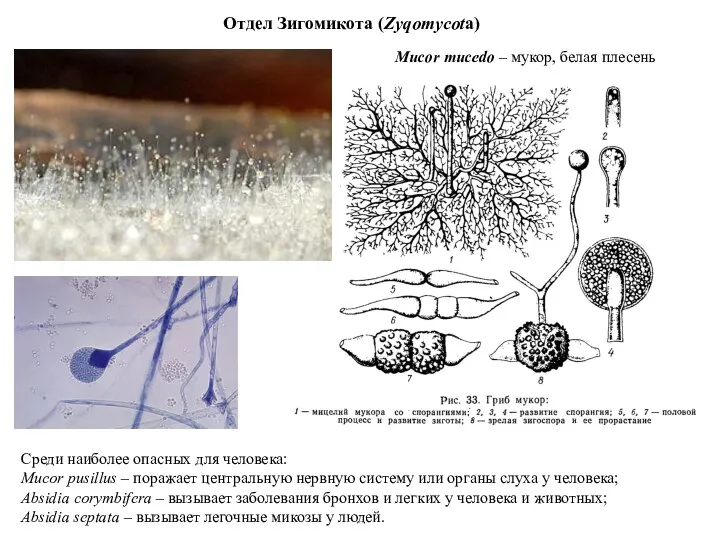 Отдел Зигомикота (Zyqomycota) Mucor mucedo – мукор, белая плесень Среди