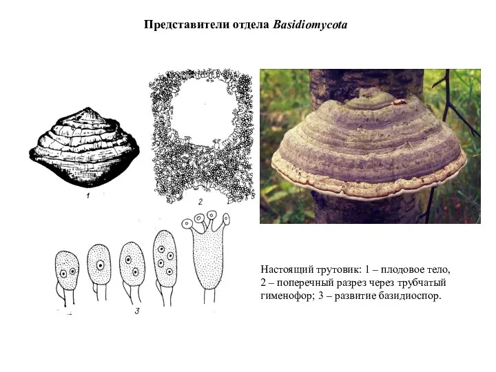 Настоящий трутовик: 1 – плодовое тело, 2 – поперечный разрез