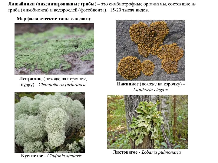 Лишайники (лихенизированные грибы) – это симбиотрофные организмы, состоящие из гриба