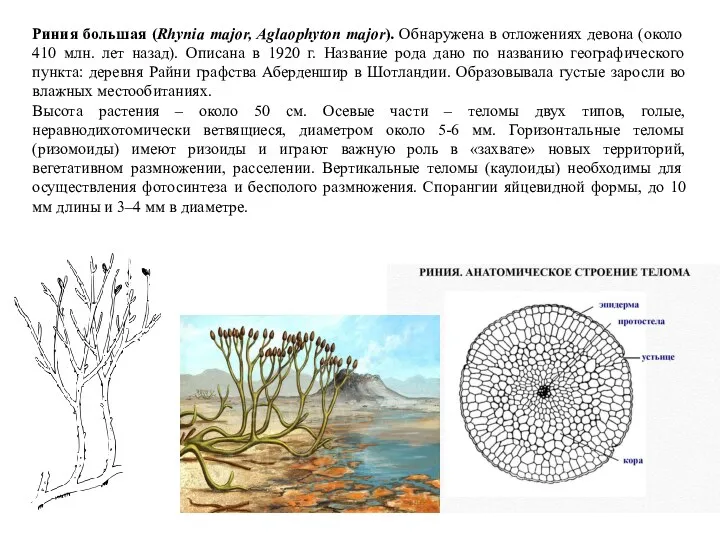 Риния большая (Rhynia major, Aglaophyton major). Обнаружена в отложениях девона