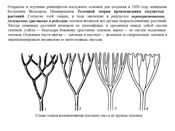 Открытие и изучение риниофитов послужило основой для создания в 1930