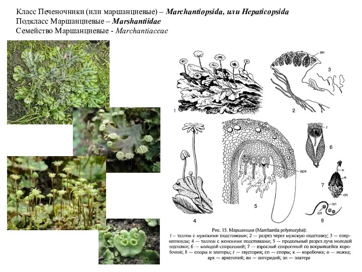 Класс Печеночники (или маршанциевые) – Marchantiopsida, или Hepaticopsida Подкласс Маршанциевые – Marshantiidae Семейство Маршанциевые - Marchantiaceae