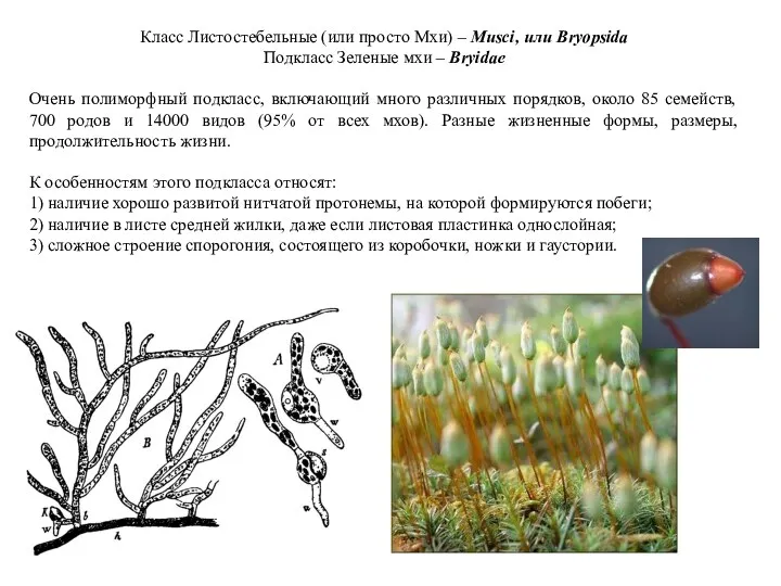 Класс Листостебельные (или просто Мхи) – Musci, или Bryopsida Подкласс