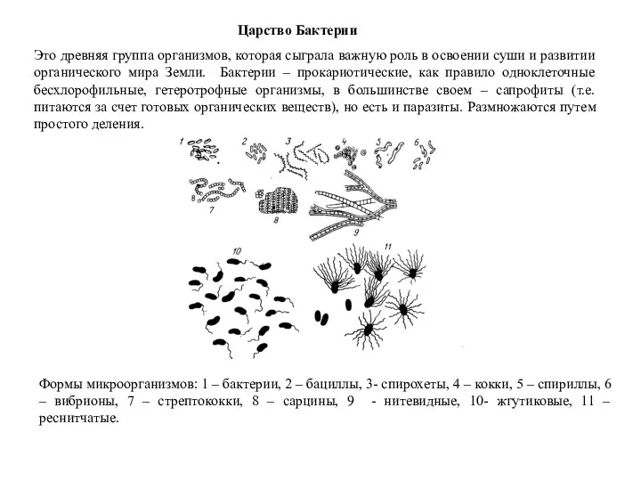 Царство Бактерии Формы микроорганизмов: 1 – бактерии, 2 – бациллы,