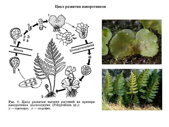 Цикл развития папоротников