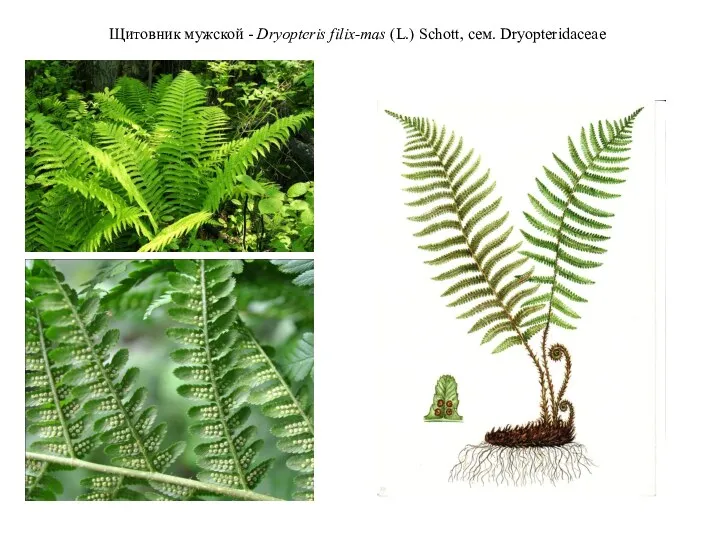 Щитовник мужской - Dryopteris filix-mas (L.) Schott, сем. Dryopteridaceae