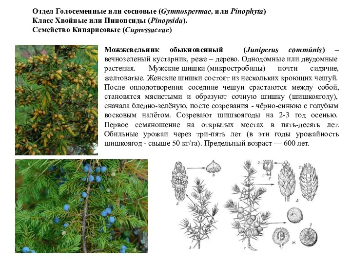 Отдел Голосеменные или сосновые (Gymnospermae, или Pinophyta) Класс Хвойные или