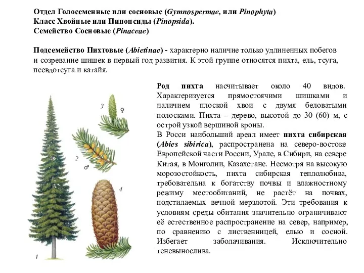 Отдел Голосеменные или сосновые (Gymnospermae, или Pinophyta) Класс Хвойные или