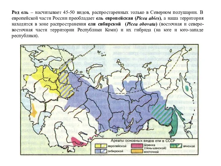 Род ель – насчитывает 45-50 видов, распростаренных только в Северном