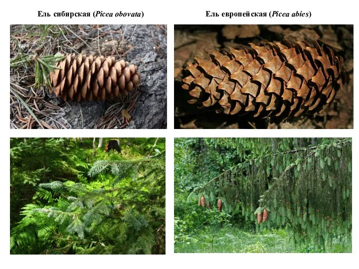 Ель сибирская (Picea obovata) Ель европейская (Picea abies)