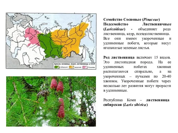 Семейство Сосновые (Pinaceae) Подсемейство Лиственничные (Laricoideae) - объединяет рода лиственница,