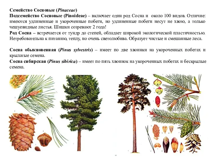 Семейство Сосновые (Pinaceae) Подсемейство Сосновые (Pinoideae) – включает один род