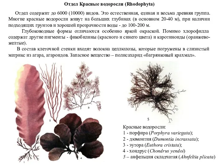 Отдел Красные водоросли (Rhodophyta) Отдел содержит до 6000 (10000) видов.