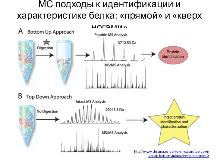 МС подходы к идентификации и характеристике белка: «прямой» и «кверх ногами» http://www.chromatographyonline.com/top-down-versus-bottom-approaches-proteomics-0